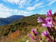 52 Gentianella anisodonta (Genzianella anisodonta) con vista verso la Sella e il Resegone